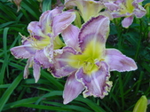 Enlarge photo 177