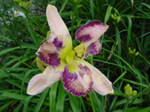 Enlarge photo 31