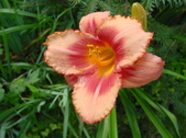Enlarge photo 152