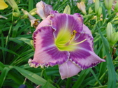 Enlarge photo 92