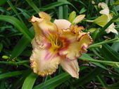 Enlarge photo 154