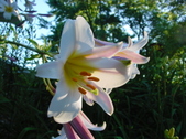 Enlarge photo 195