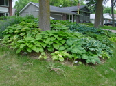 The Yard & Plants