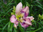 Enlarge photo 205