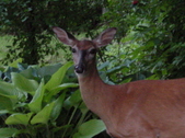 Enlarge photo 143