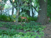 Enlarge photo 196