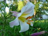 Enlarge photo 158