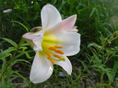 Enlarge photo 176