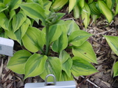 Enlarge photo 47