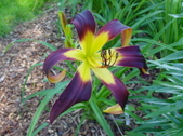 Enlarge photo 41