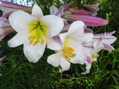 Enlarge photo 43