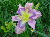 Enlarge photo 92