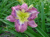 Enlarge photo 105