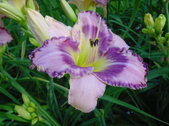 Enlarge photo 107