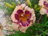 Enlarge photo 115