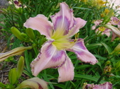 Enlarge photo 118