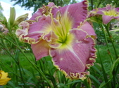 Enlarge photo 122