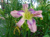 Enlarge photo 130