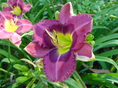 Enlarge photo 131