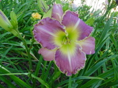 Enlarge photo 137