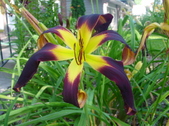 Enlarge photo 141
