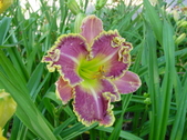 Enlarge photo 142