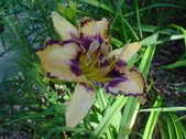 Enlarge photo 143