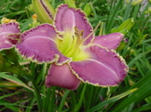 Enlarge photo 171
