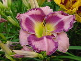 Enlarge photo 176