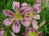 Enlarge photo 181