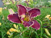 Enlarge photo 183