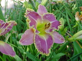 Enlarge photo 206
