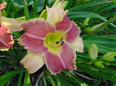 Enlarge photo 205