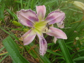 Enlarge photo 225