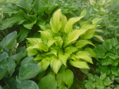 Enlarge photo 221