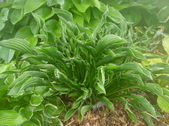Enlarge photo 222
