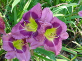 Enlarge photo 246