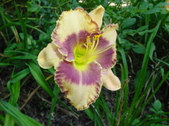 Enlarge photo 267