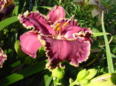 Enlarge photo 268