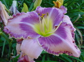 Enlarge photo 269