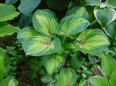 Enlarge photo 91