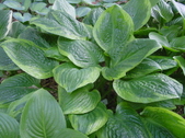 Enlarge photo 138
