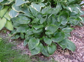 Enlarge photo 149