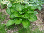 Enlarge photo 153