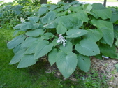 Enlarge photo 155