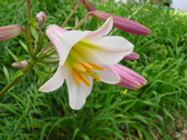 Enlarge photo 172