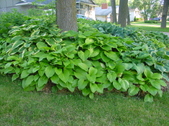 Enlarge photo 203