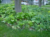 Enlarge photo 76