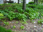 Enlarge photo 80