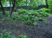 Enlarge photo 86